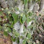 Dorstenia foetida (enviado por Marimar el 2012-09-25)