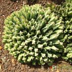 Euphorbia resinifera (enviado por Marimar el 2012-09-25)