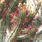 Euphorbia enopla (enviado por Marimar el 2012-10-02)