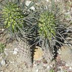 Euphorbia clandestina (enviado por Marimar el 2012-10-02)