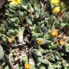 Cheiridopsis brownii (enviado por Marimar el 2012-10-24)