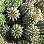 Euphorbia susannae (enviado por Marimar el 2012-10-05)