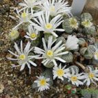 Lithops marmorata var. marmorata (enviado por Marimar el 2012-10-05)