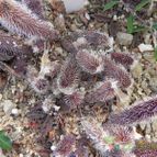 Stapelianthus pilosus (enviado por Marimar el 2012-10-09)