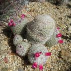 Mammillaria multidigitata (enviado por Marimar el 2012-10-15)