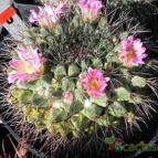 Mammillaria melanocentra (enviado por Marimar el 2012-10-30)