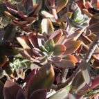 Echeveria Metallica (Hibrido) (enviado por Marimar el 2012-11-06)