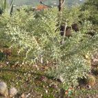 Euphorbia stenoclada (enviado por Marimar el 2012-11-27)