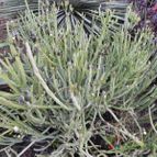 Kleinia anteuphorbium (enviado por Marimar el 2012-11-27)