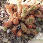 Mammillaria elongata (enviado por Marimar el 2012-12-03)