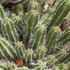 Euphorbia officinarum (enviado por Marimar el 2012-12-04)