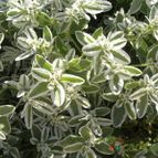 Euphorbia marginata (enviado por Marimar el 2012-12-04)