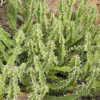Euphorbia pseudocactus (enviado por Marimar el 2012-12-04)