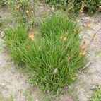 Bulbine frutescens (enviado por Marimar el 2012-12-06)