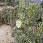 Cereus hildmannianus f. monstruosa (enviado por Marimar el 2012-12-14)
