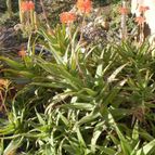 Aloe x delaetii (Aloe ciliaris x Aloe succotrina) (enviado por Marimar el 2012-12-15)