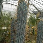 Browningia hertlingiana (enviado por Marimar el 2012-12-16)