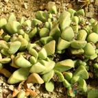 Collecion de Marimar