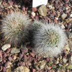 Mammillaria anniana (enviado por Marimar el 2013-02-11)