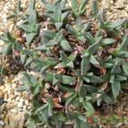 Nananthus vittatus (enviado por Marimar el 2012-12-24)