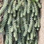 Sedum burrito (enviado por Marimar el 2012-12-24)