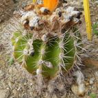 Parodia ayopayana (enviado por Marimar el 2012-12-27)