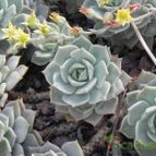 Graptoveria cv. Titubans (Graptopetalum paraguayense x Echeveria derenbergii) (enviado por Marimar el 2012-12-27)