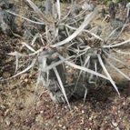 Tephrocactus articulatus fma. papyracanthus (enviado por Marimar el 2012-12-29)