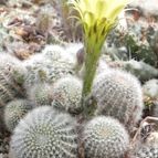 Echinopsis aurea (enviado por Marimar el 2012-12-30)