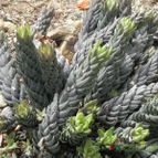 Haworthia coarctata (enviado por Marimar el 2013-01-03)