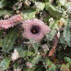 Huernia hislopii (enviado por Marimar el 2013-01-08)