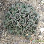 Titanopsis calcarea (enviado por Marimar el 2013-01-20)