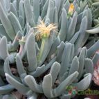 Cheiridopsis denticulata (enviado por Marimar el 2013-01-21)