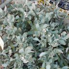 Crassula arborescens (enviado por Marimar el 2013-01-21)