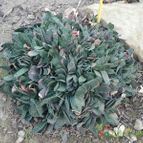 Gasteria obliqua (enviado por Marimar el 2013-01-25)