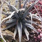 Aloe parvula (enviado por Marimar el 2013-01-26)
