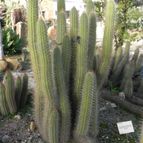 Echinopsis camarguensis (enviado por Marimar el 2013-01-27)