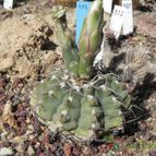 Gymnocalycium ochoterenae subsp. vatteri (enviado por Marimar el 2013-02-05)