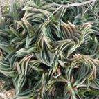 Haworthia nigra (enviado por Marimar el 2013-06-11)