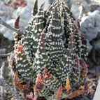 Haworthia pumila (enviado por Marimar el 2013-02-13)