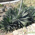 Agave xylonacantha (enviado por Marimar el 2013-02-18)