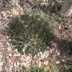 Aloe Pepe (Aloe Discoingsii x Aloe Haworthioides) (enviado por Marimar el 2013-02-18)