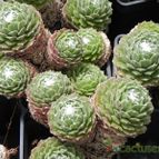 Sempervivum arachnoideum (enviado por Marimar el 2013-02-28)