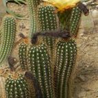 Echinopsis huascha (enviado por Marimar el 2013-03-04)