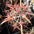 Ferocactus recurvus (enviado por Marimar el 2013-03-07)
