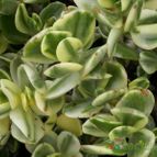 Collecion de Marimar