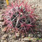 Ferocactus gracilis ssp. coloratus (enviado por Marimar el 2013-03-11)