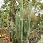 Pachycereus marginatus (enviado por Marimar el 2013-03-15)