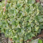 Haworthia retusa var. retusa (enviado por Marimar el 2013-03-17)