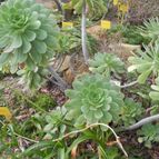 Aeonium urbicum (enviado por Marimar el 2013-03-18)
